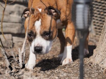 Staffordshire Bull Terrier fotografie 2026