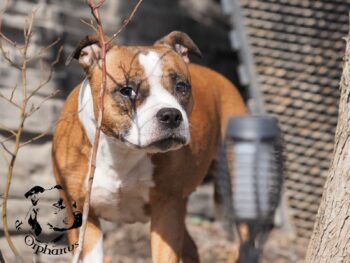 Staffordshire Bull Terrier fotografie 2026