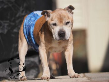 Staffordshire Bull Terrier fotografie 2026