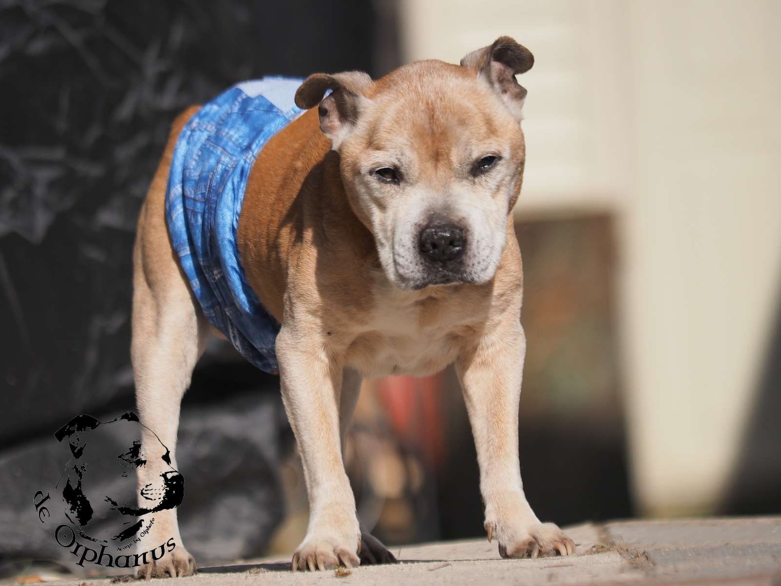 2026 48 2026 Staffordshire Bull Terrier fotografie 2026