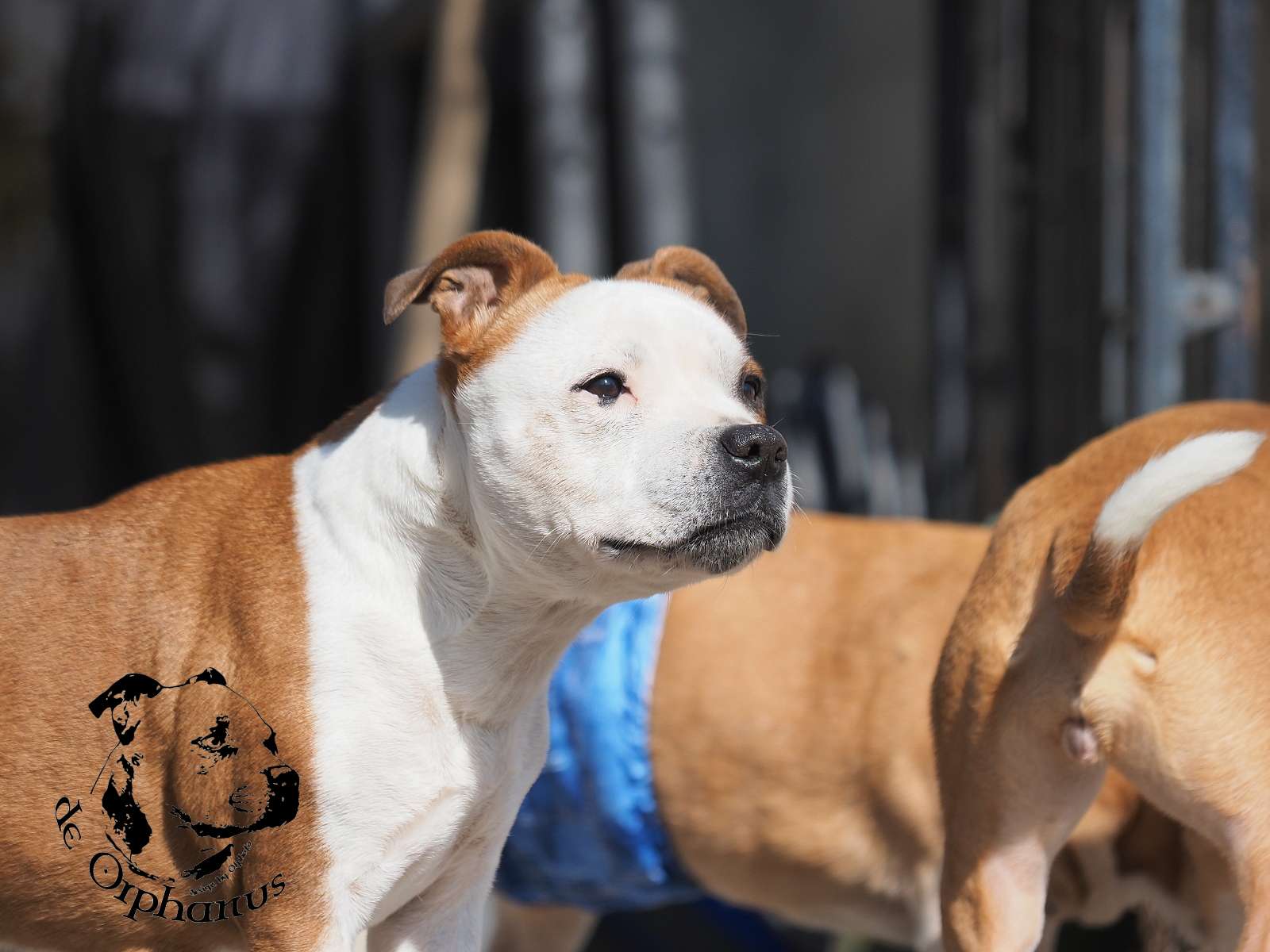 2026 47 2026 Staffordshire Bull Terrier fotografie 2026