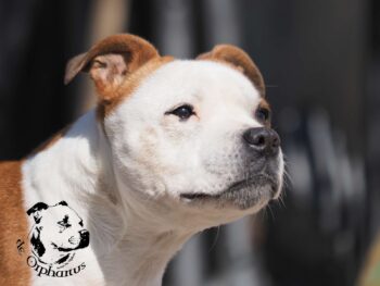 Staffordshire Bull Terrier fotografie 2026