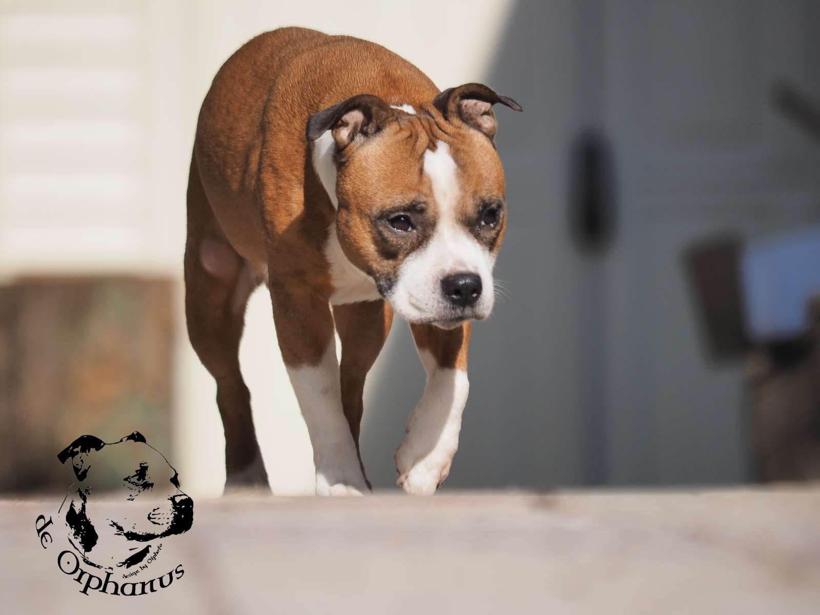 2026 45 2026 Staffordshire Bull Terrier fotografie 2026