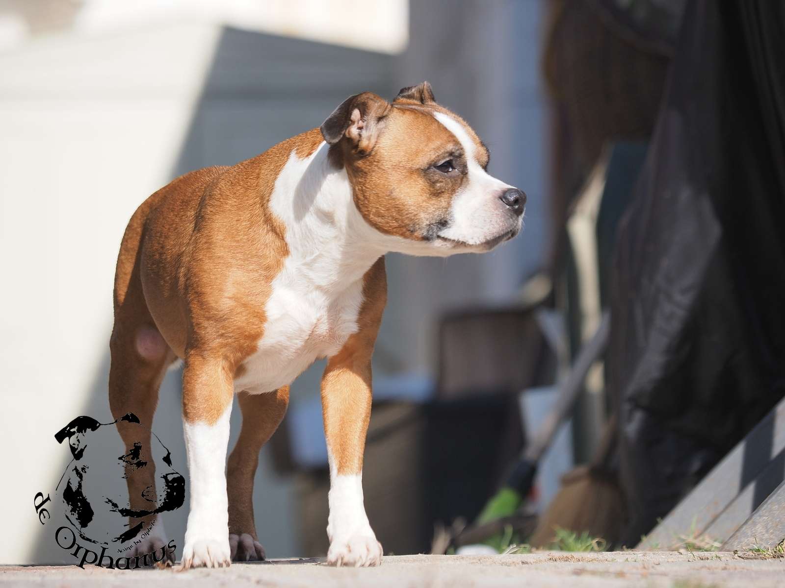 2026 44 2026 Staffordshire Bull Terrier fotografie 2026