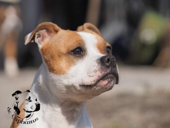 Staffordshire Bull Terrier fotografie 2026