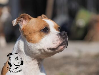 Staffordshire Bull Terrier fotografie 2026