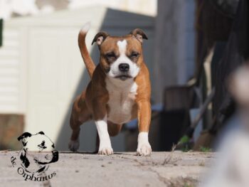 Staffordshire Bull Terrier fotografie 2026
