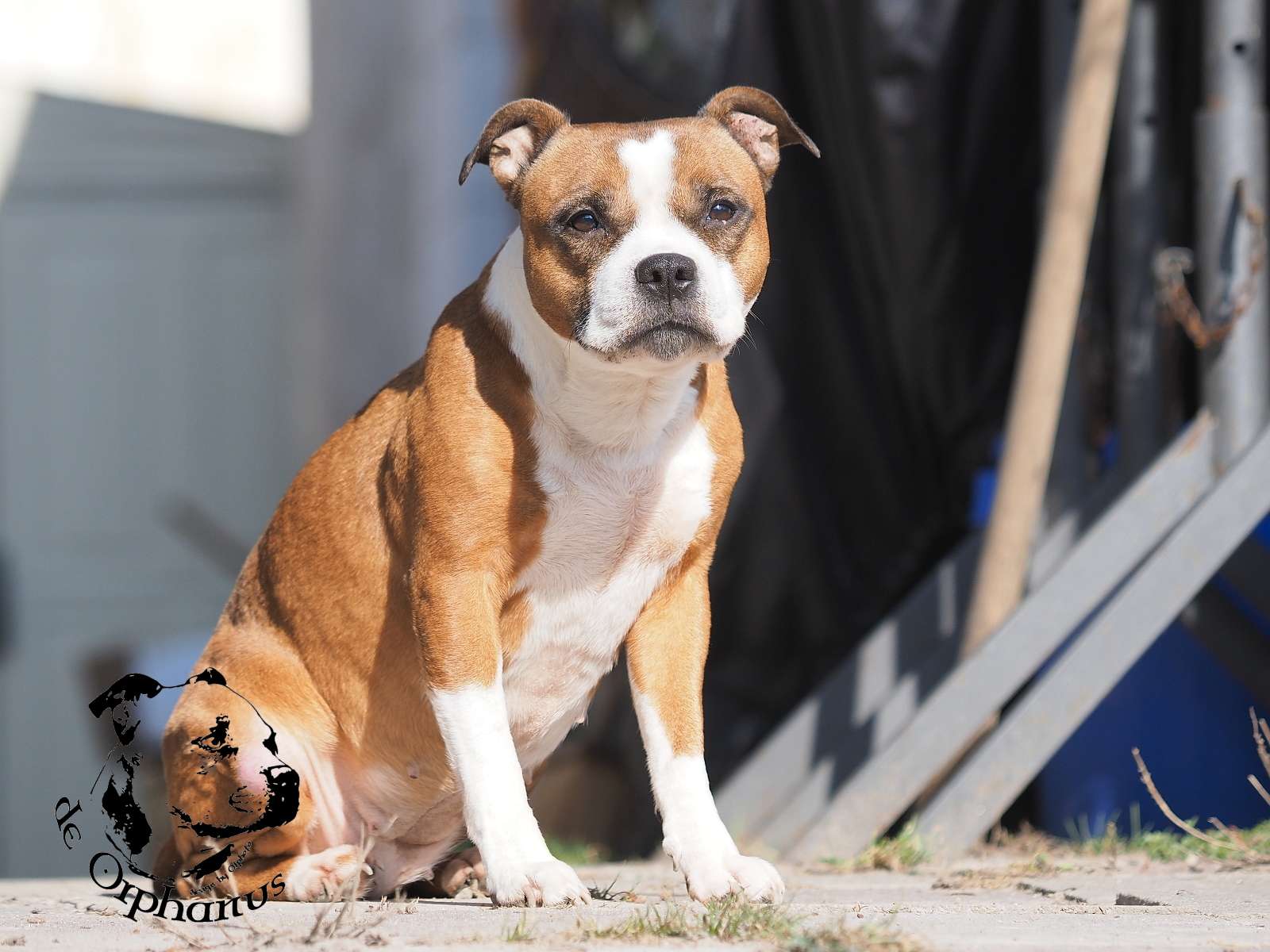 2026 40 2026 Staffordshire Bull Terrier fotografie 2026