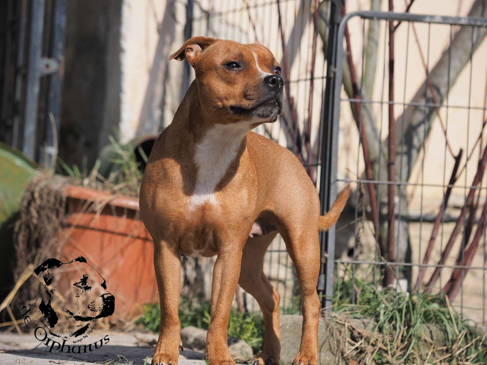 2026 39 2026 Staffordshire Bull Terrier fotografie 2026
