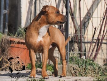 Staffordshire Bull Terrier fotografie 2026