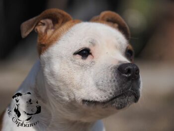 Staffordshire Bull Terrier fotografie 2026 37 Staffordshire Bull Terrier fotografie 2026 Staffordshire Bull Terrier fotografie 2026