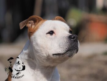 Staffordshire Bull Terrier fotografie 2026