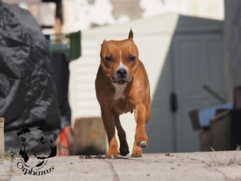 Staffordshire Bull Terrier fotografie 2026 35 Staffordshire Bull Terrier fotografie 2026 Staffordshire Bull Terrier fotografie 2026