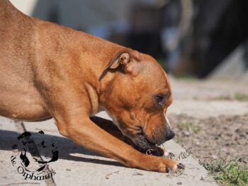 Staffordshire Bull Terrier fotografie 2026 34 Staffordshire Bull Terrier fotografie 2026 Staffordshire Bull Terrier fotografie 2026