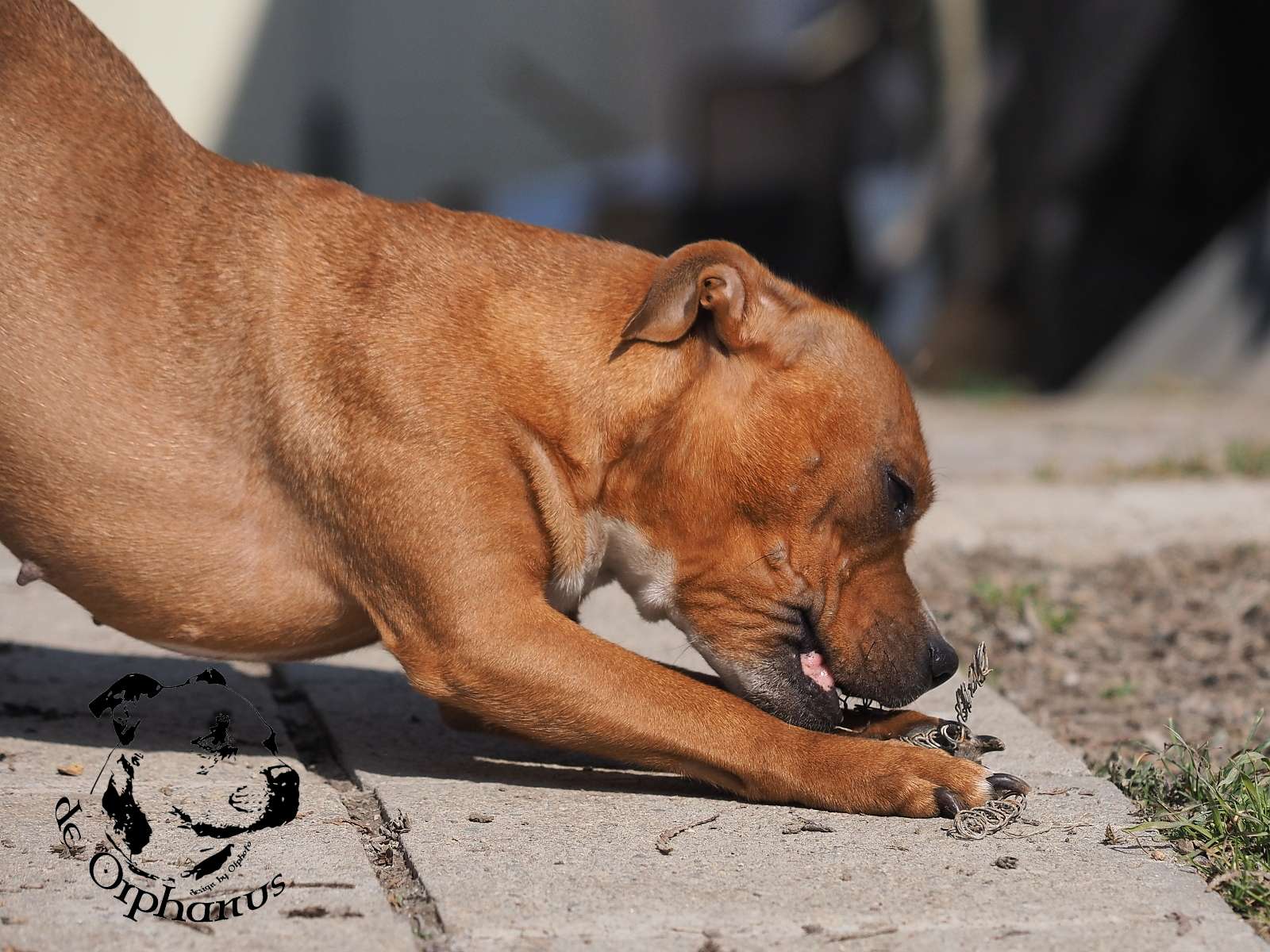 2026 33 2026 Staffordshire Bull Terrier fotografie 2026