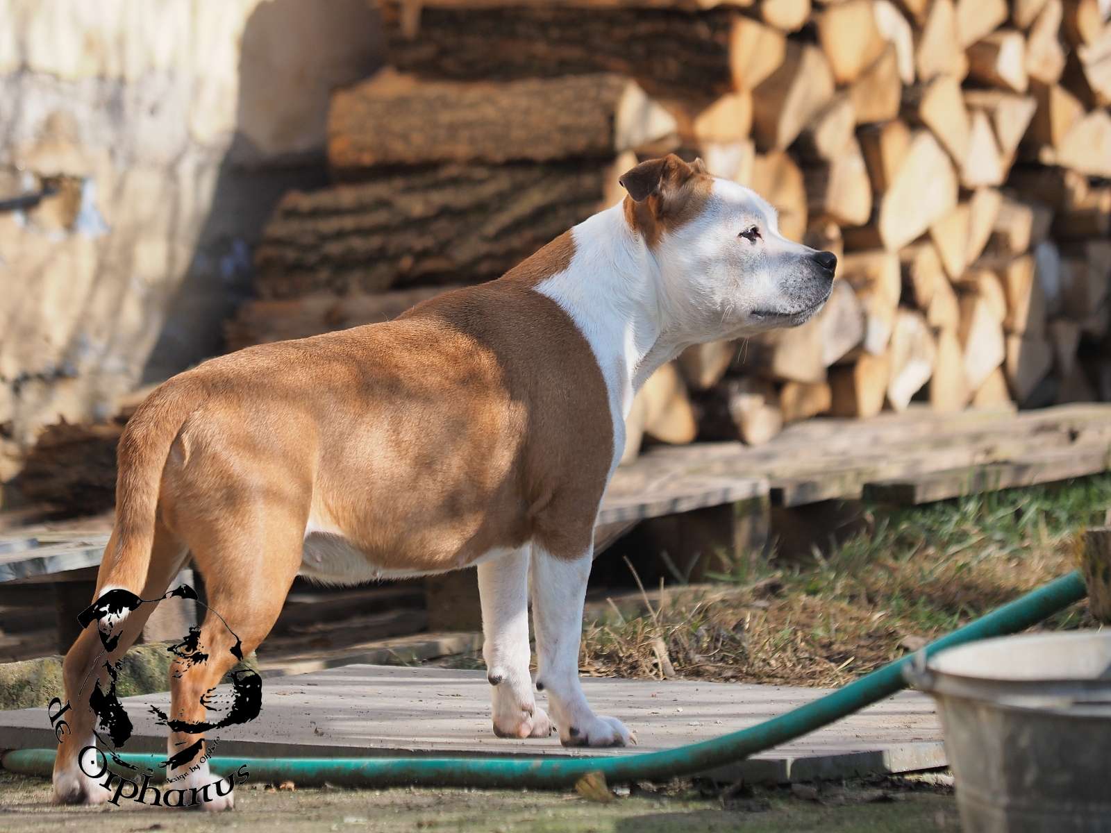2026 32 2026 Staffordshire Bull Terrier fotografie 2026