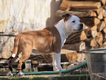 Staffordshire Bull Terrier fotografie 2026 31 Staffordshire Bull Terrier fotografie 2026 Staffordshire Bull Terrier fotografie 2026