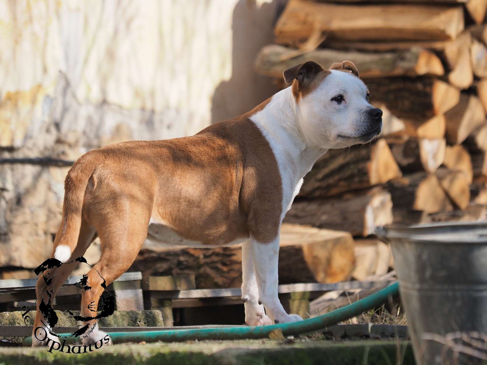 2026 31 2026 Staffordshire Bull Terrier fotografie 2026