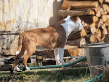 Staffordshire Bull Terrier fotografie 2026