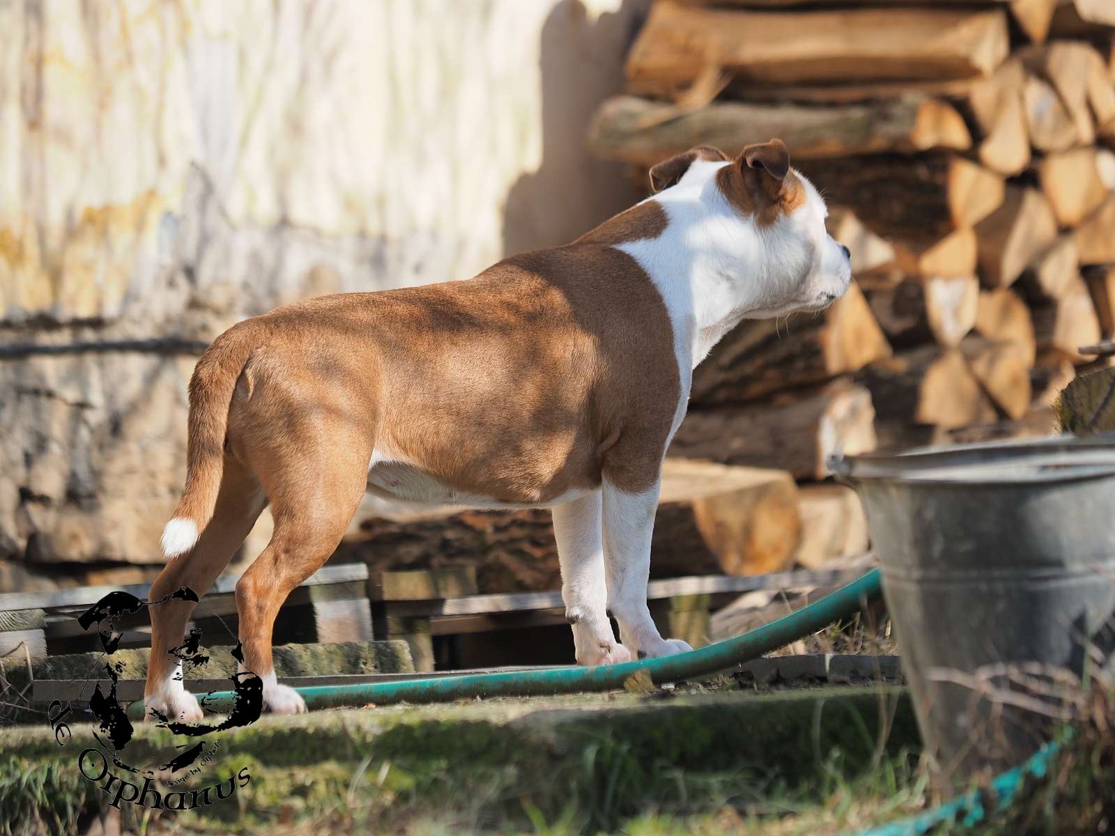 2026 30 2026 Staffordshire Bull Terrier fotografie 2026