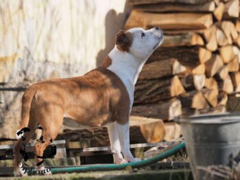 Staffordshire Bull Terrier fotografie 2026