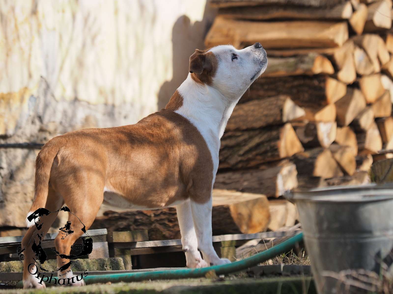 2026 29 2026 Staffordshire Bull Terrier fotografie 2026