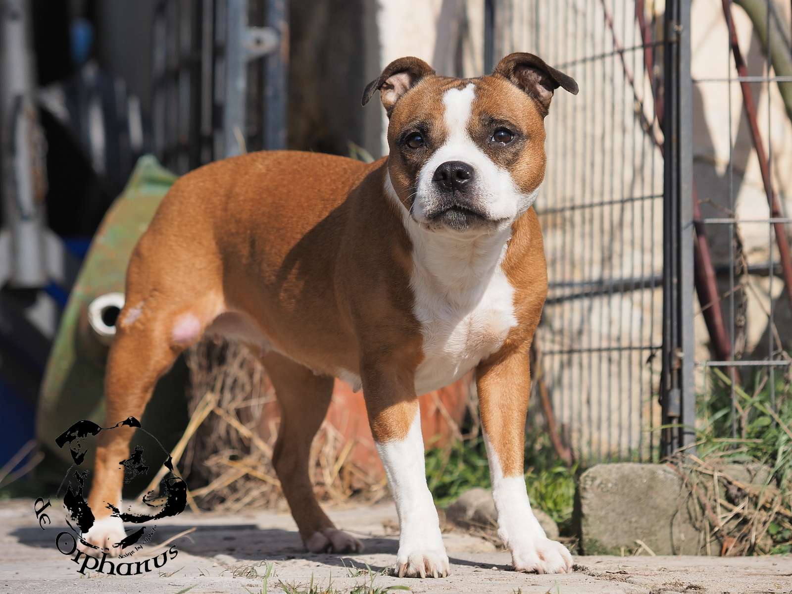 2026 28 2026 Staffordshire Bull Terrier fotografie 2026