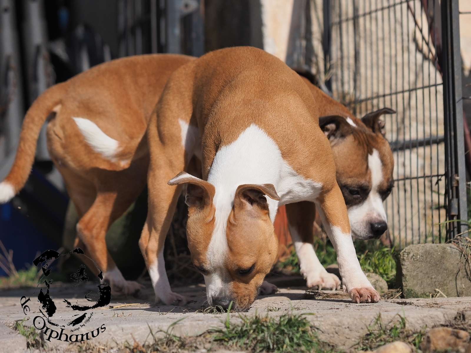 2026 27 2026 Staffordshire Bull Terrier fotografie 2026