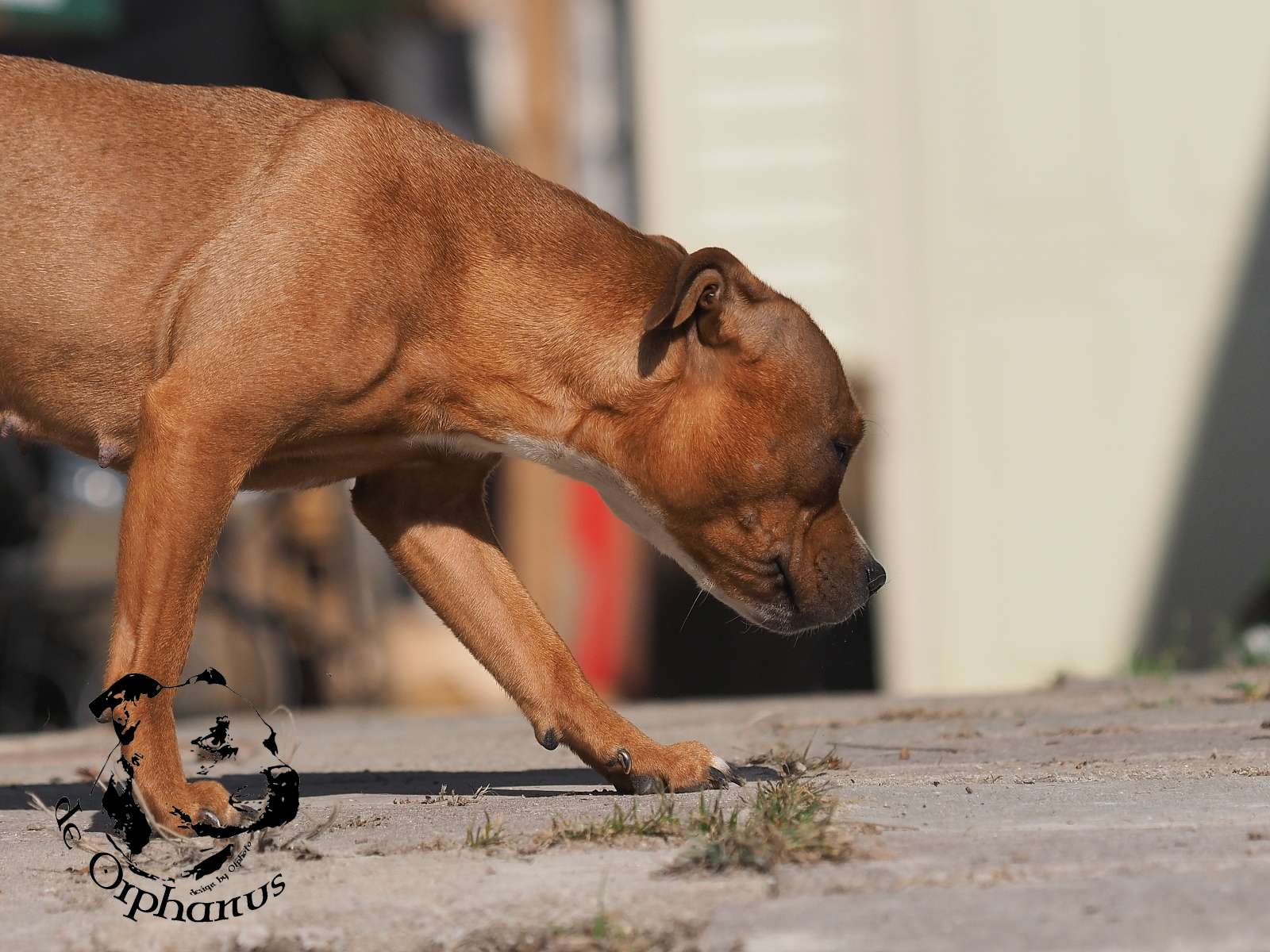 2026 26 2026 Staffordshire Bull Terrier fotografie 2026
