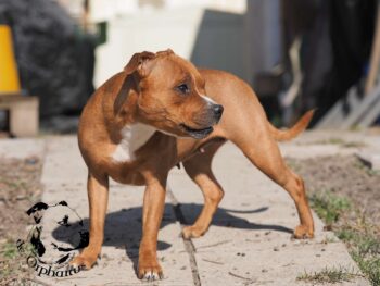 Staffordshire Bull Terrier fotografie 2026