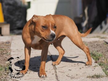 Staffordshire Bull Terrier fotografie 2026