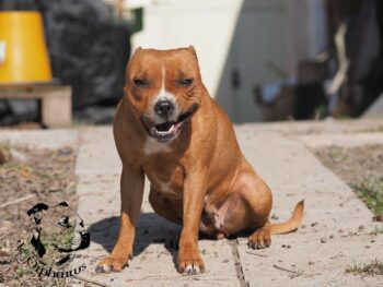 Staffordshire Bull Terrier fotografie 2026