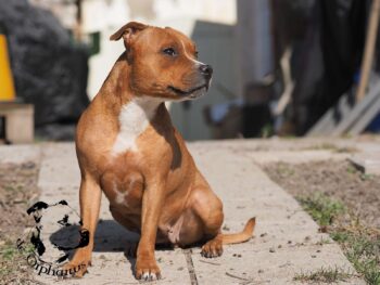 Staffordshire Bull Terrier fotografie 2026