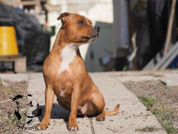 Staffordshire Bull Terrier fotografie 2026