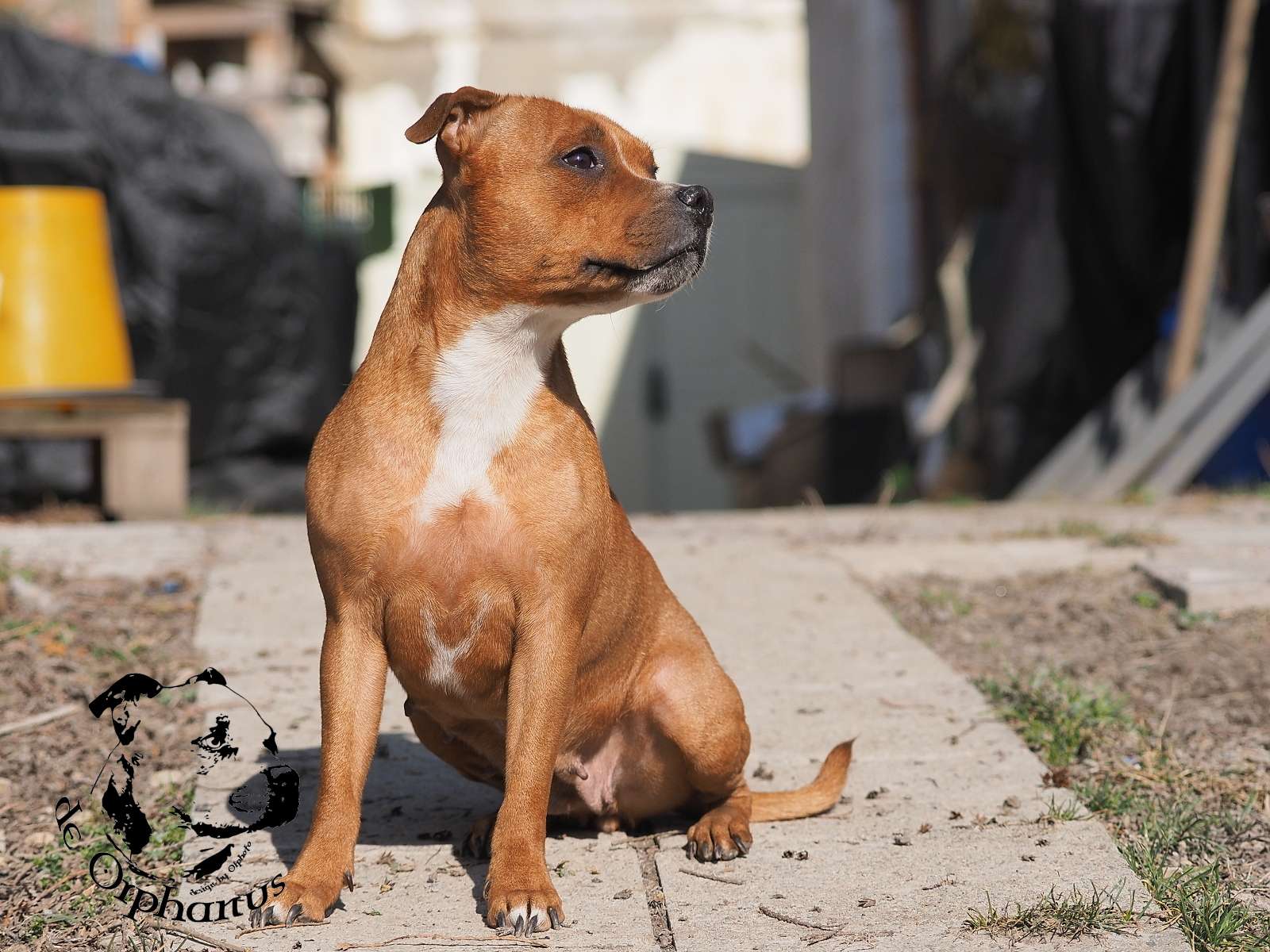 2026 21 2026 Staffordshire Bull Terrier fotografie 2026