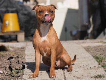 Staffordshire Bull Terrier fotografie 2026