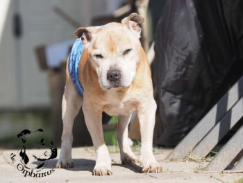 Staffordshire Bull Terrier fotografie 2026