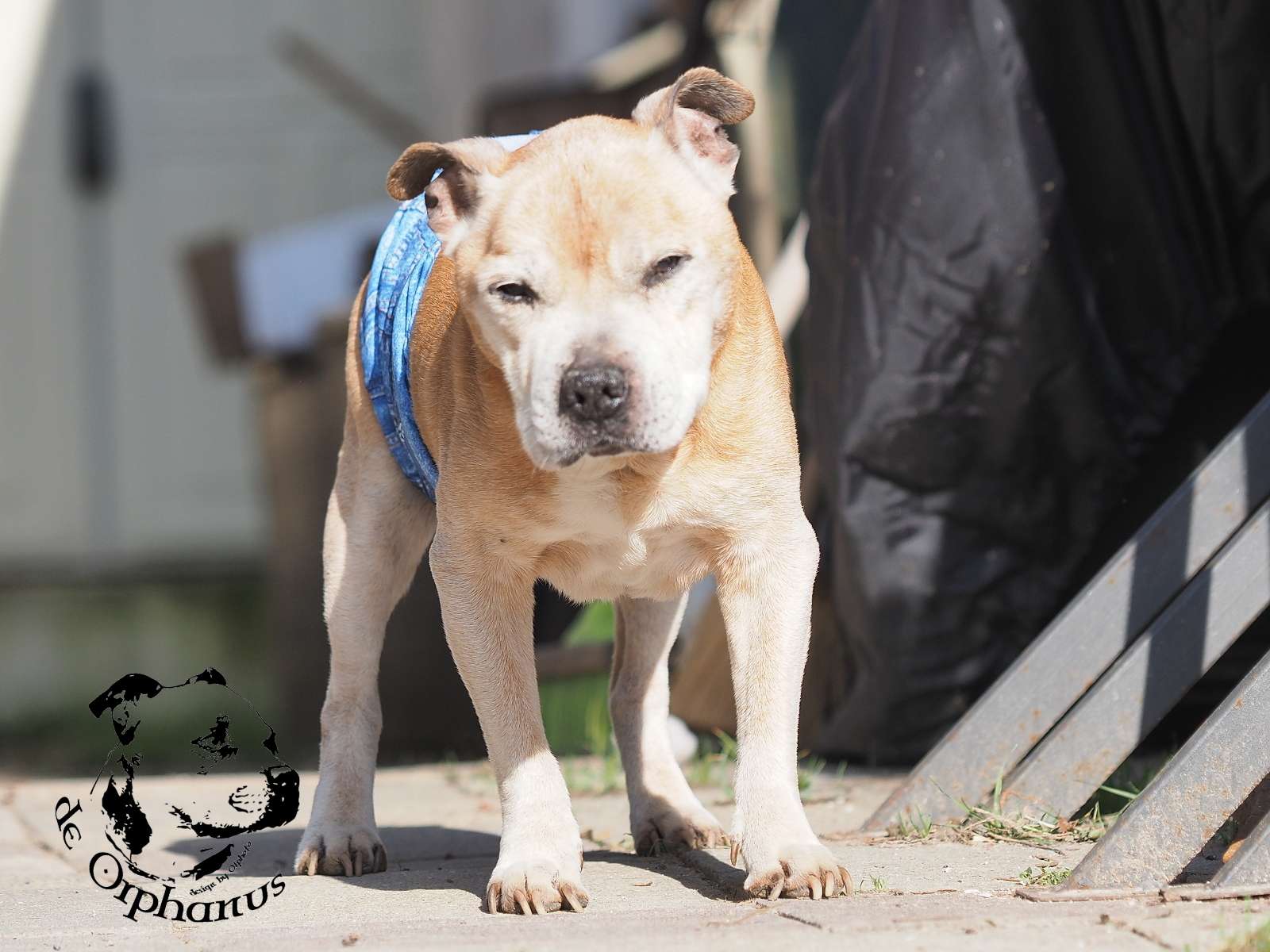 2026 19 2026 Staffordshire Bull Terrier fotografie 2026