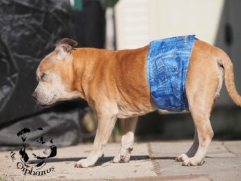 Staffordshire Bull Terrier fotografie 2026