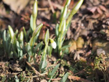 Staffordshire Bull Terrier fotografie 2026 17 Staffordshire Bull Terrier fotografie 2026 Staffordshire Bull Terrier fotografie 2026