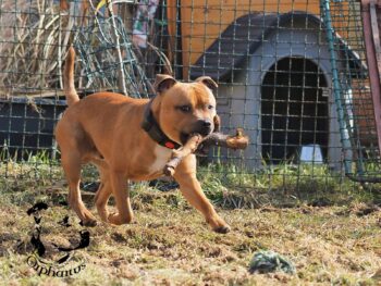 Staffordshire Bull Terrier fotografie 2026 15 Staffordshire Bull Terrier fotografie 2026 Staffordshire Bull Terrier fotografie 2026