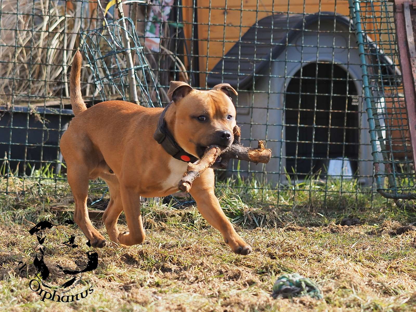 2026 15 2026 Staffordshire Bull Terrier fotografie 2026