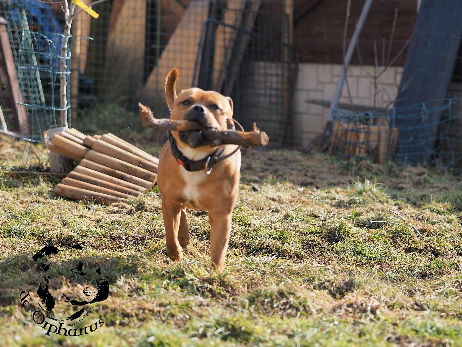 2026 8 2026 Staffordshire Bull Terrier fotografie 2026