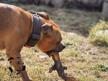 Staffordshire Bull Terrier fotografie 2026