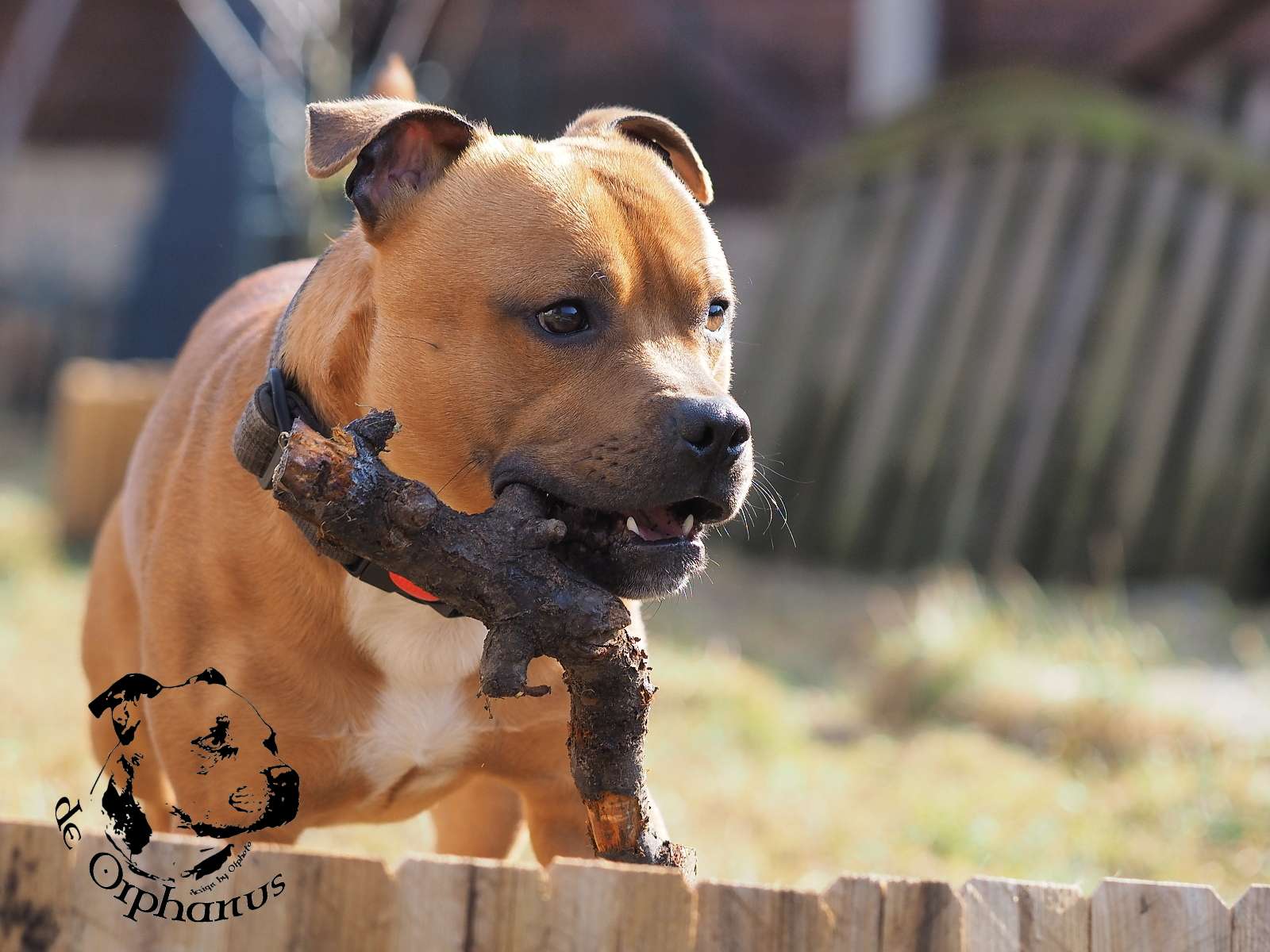 2026 10 2026 Staffordshire Bull Terrier fotografie 2026