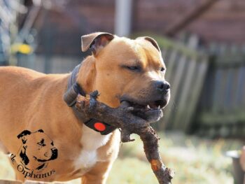 Staffordshire Bull Terrier fotografie 2026