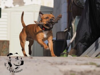 Staffordshire Bull Terrier fotografie 2026