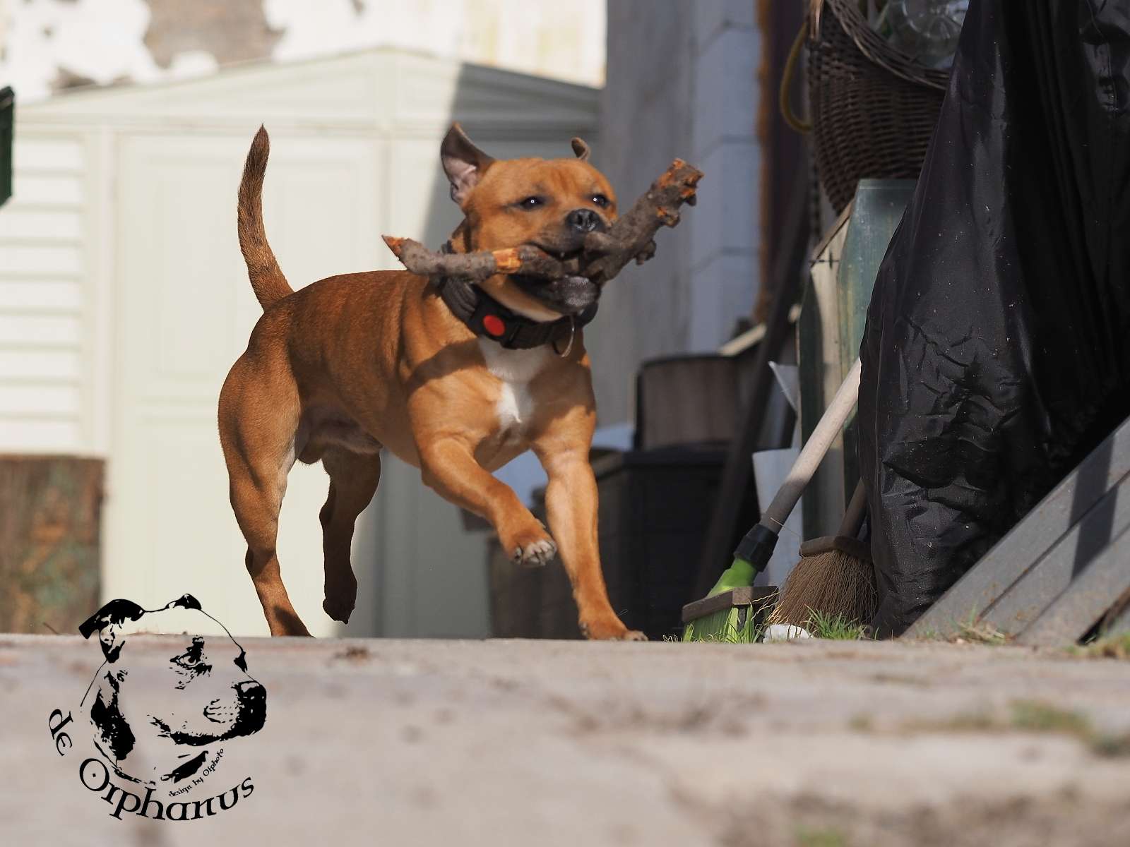 Cena štěněte Stafordšírského bulteriéra 4 Cena štěněte Stafordšírského bulteriéra Staffordshire Bull Terrier fotografie 2026