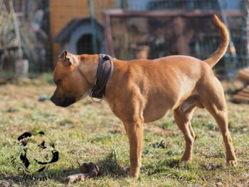 Staffordshire Bull Terrier fotografie 2026 13 Staffordshire Bull Terrier fotografie 2026 Staffordshire Bull Terrier fotografie 2026