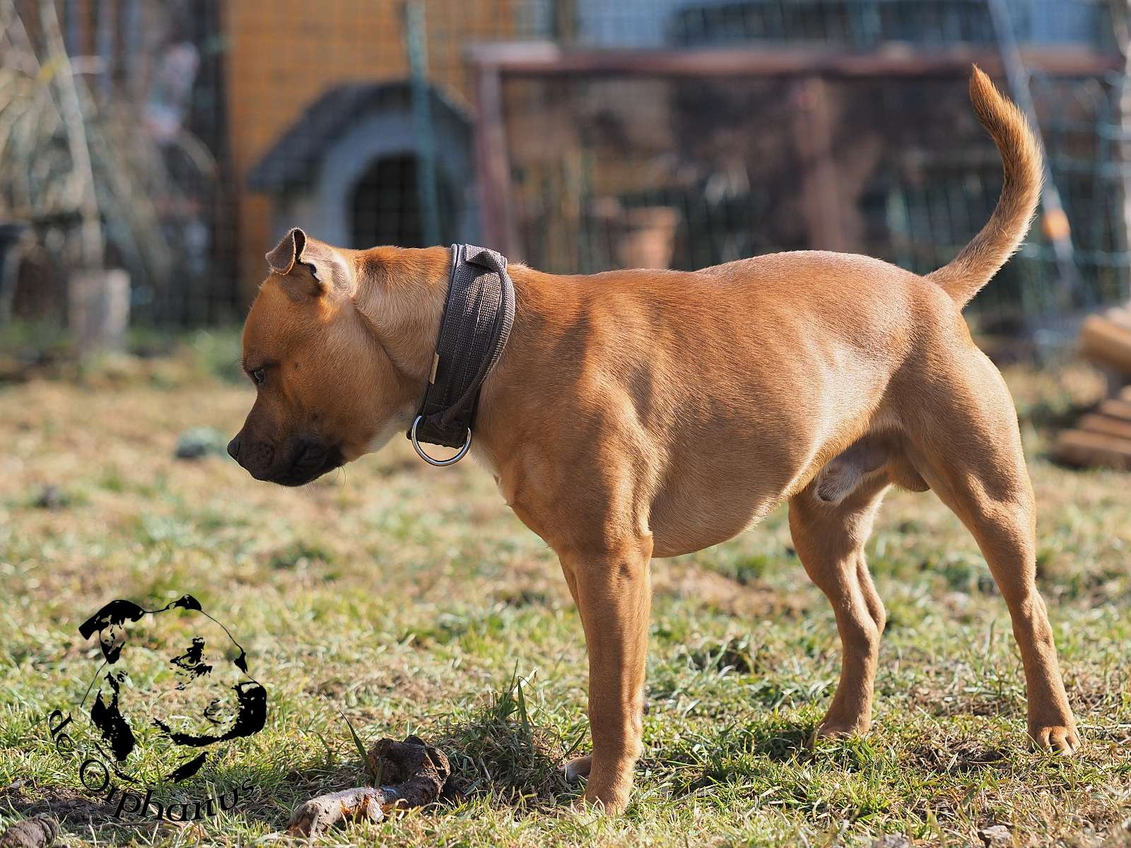 2026 13 2026 Staffordshire Bull Terrier fotografie 2026
